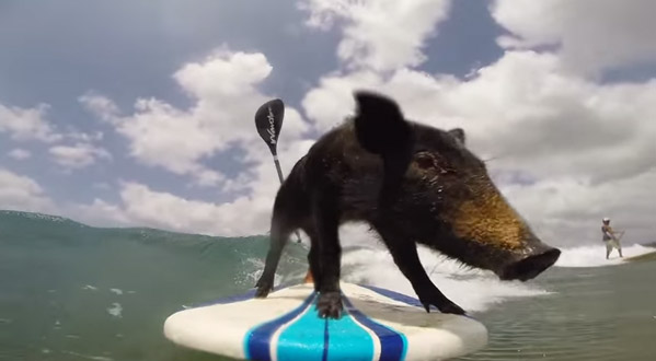 Kama the surf Pig.jpg